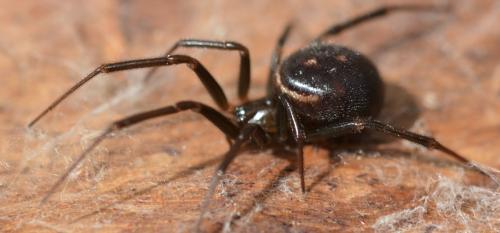 Steatoda grossa